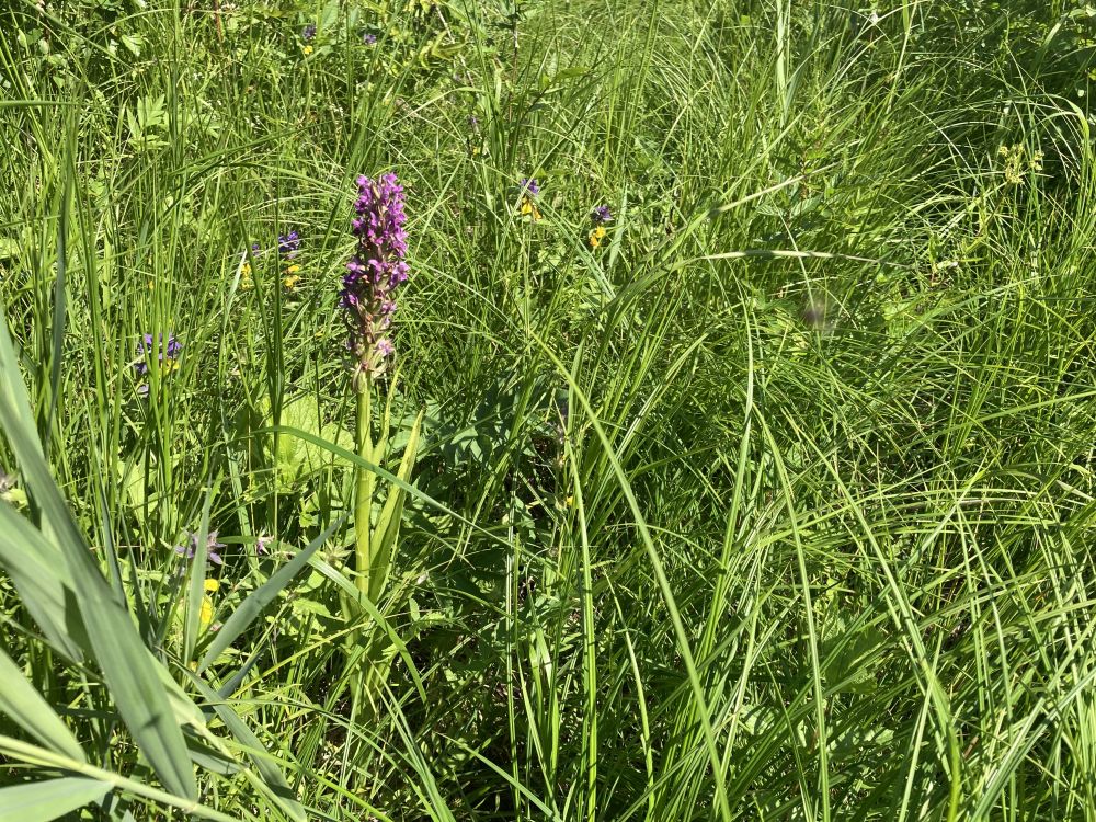 Kahkjaspunane sõrmkäpp