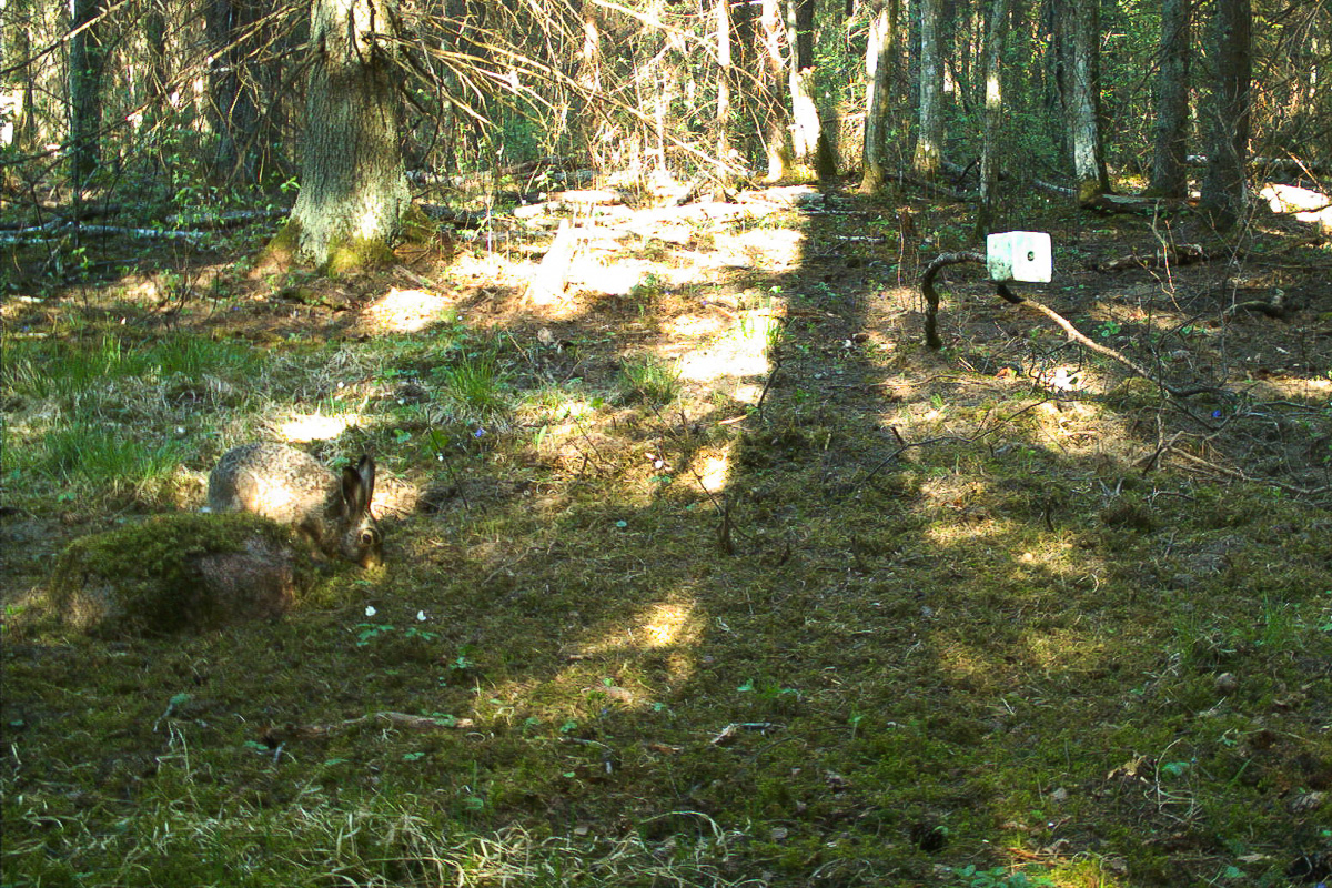 halljänes