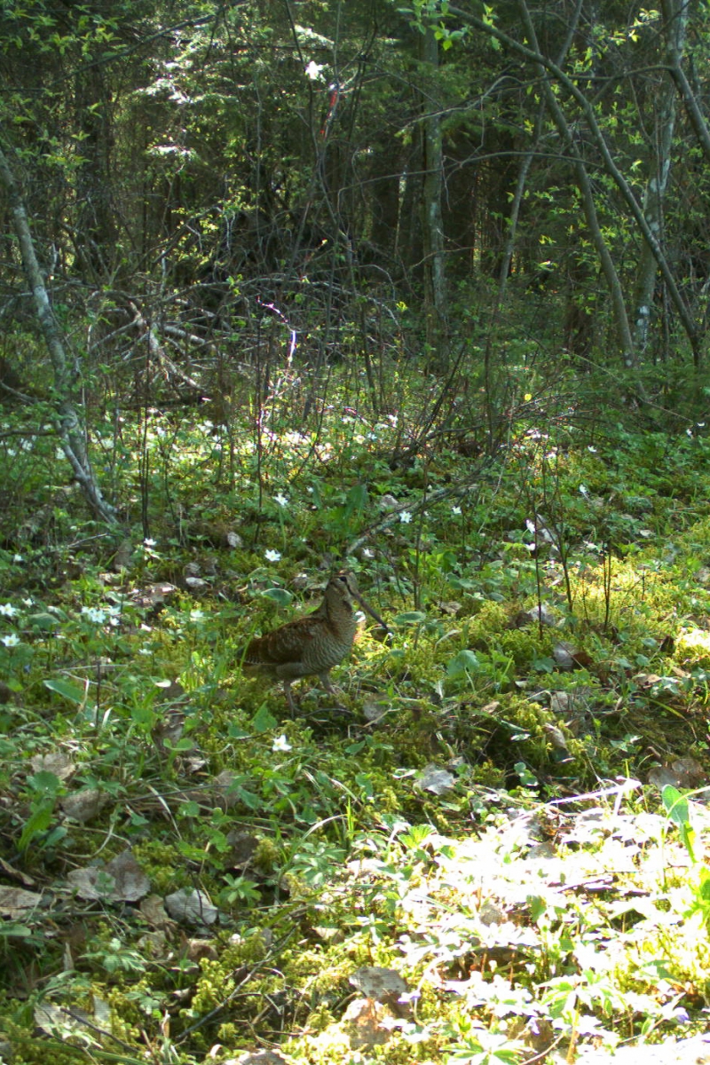 metskurvits
