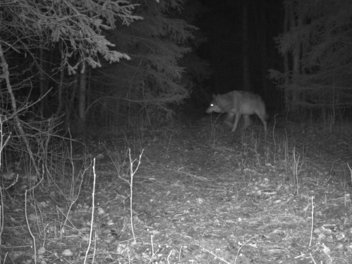 hunt