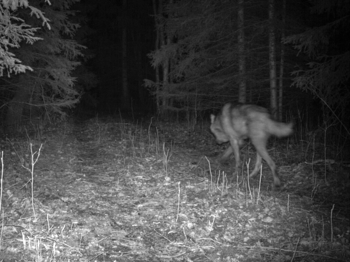 hunt