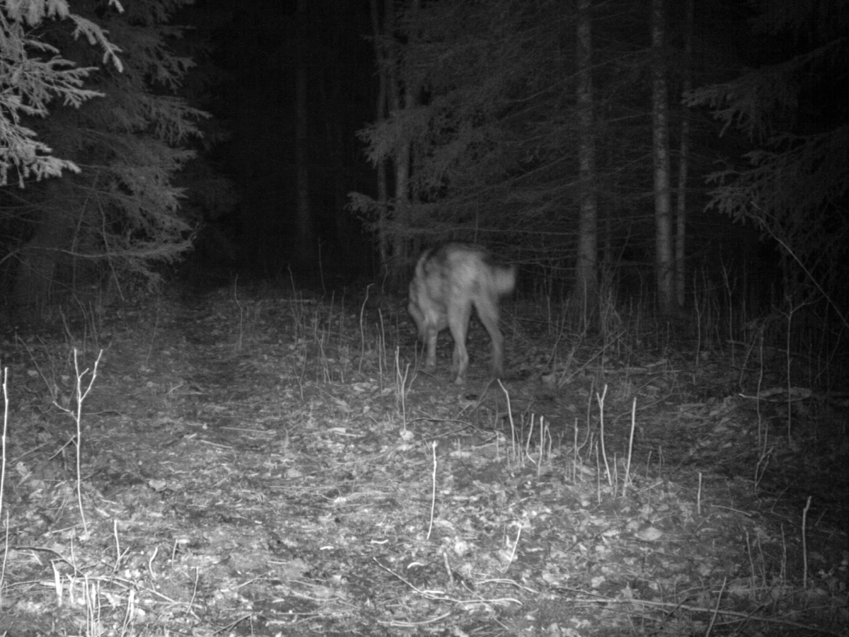 hunt