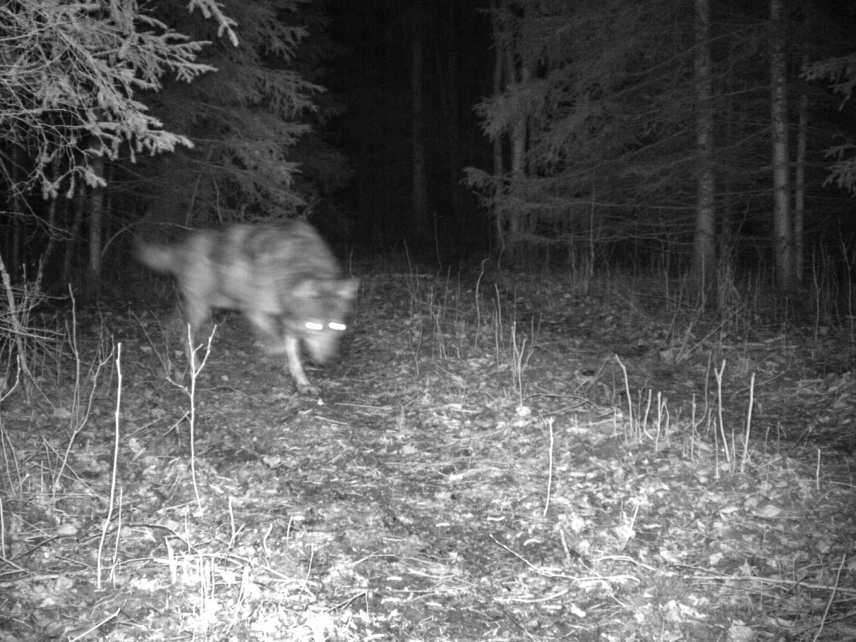 hunt