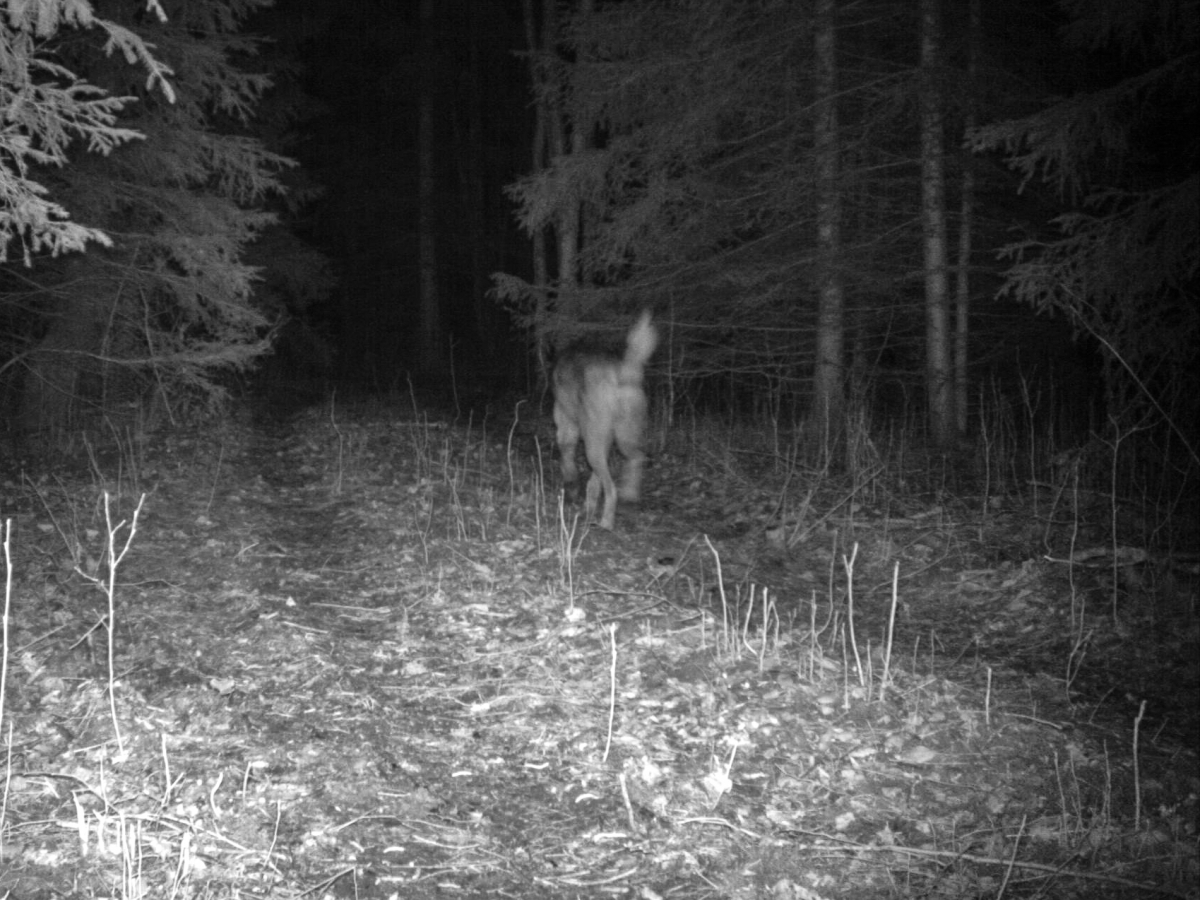 hunt