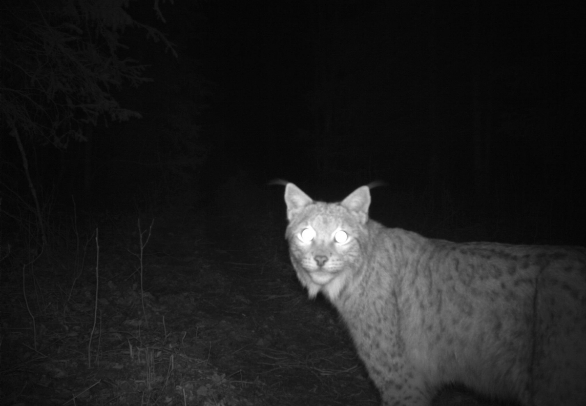 ilves