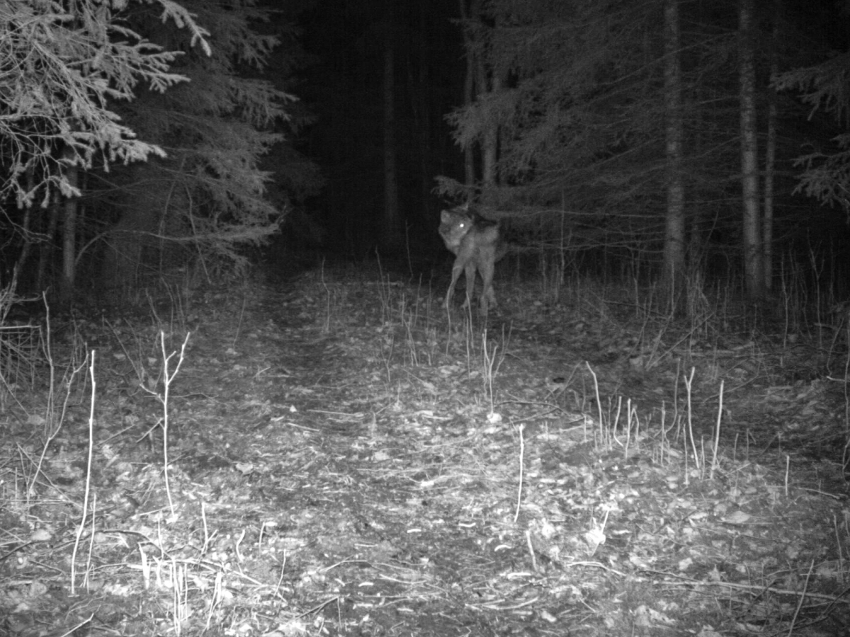 hunt
