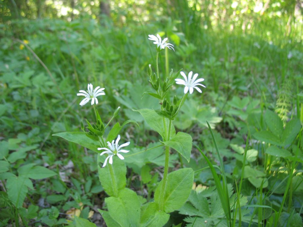 Salu-tähthein
