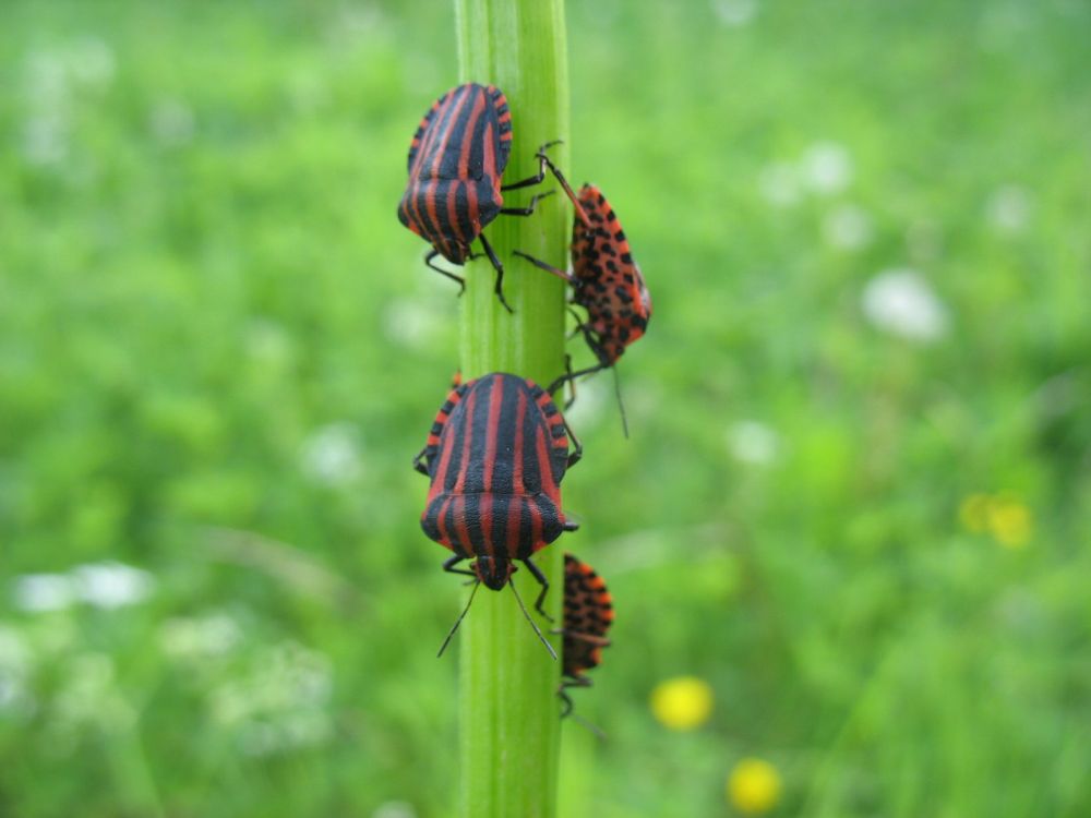 Triiplutikad