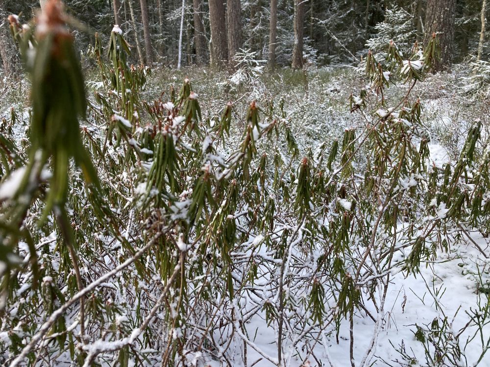 Sookailude kasvukoht