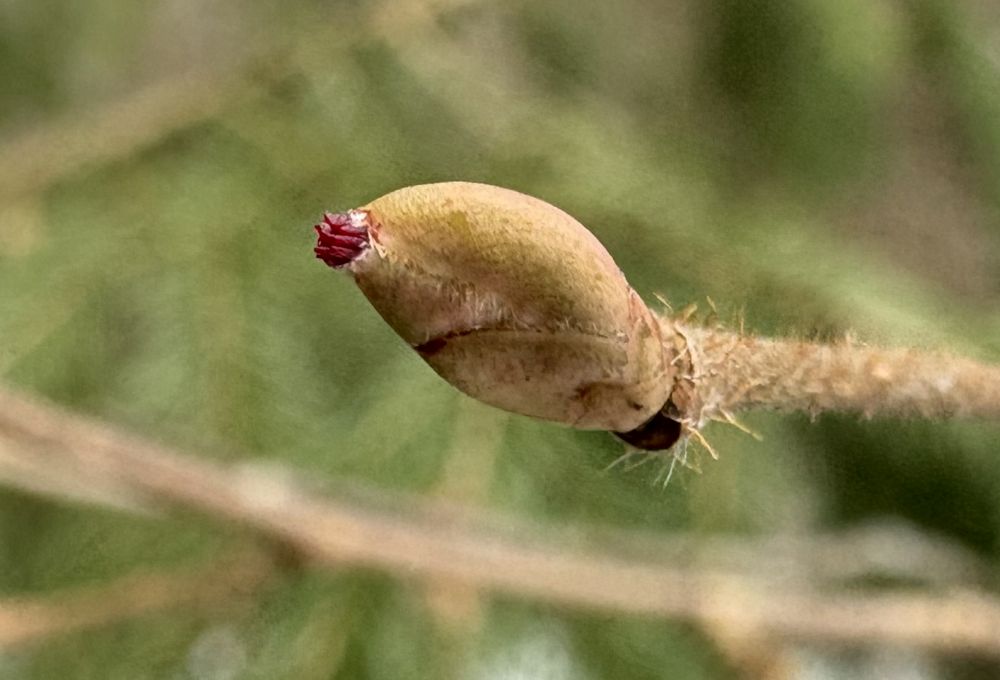 Sarapuu emasõis