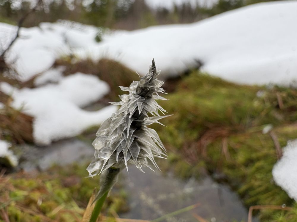 Tupp-villpea pähik