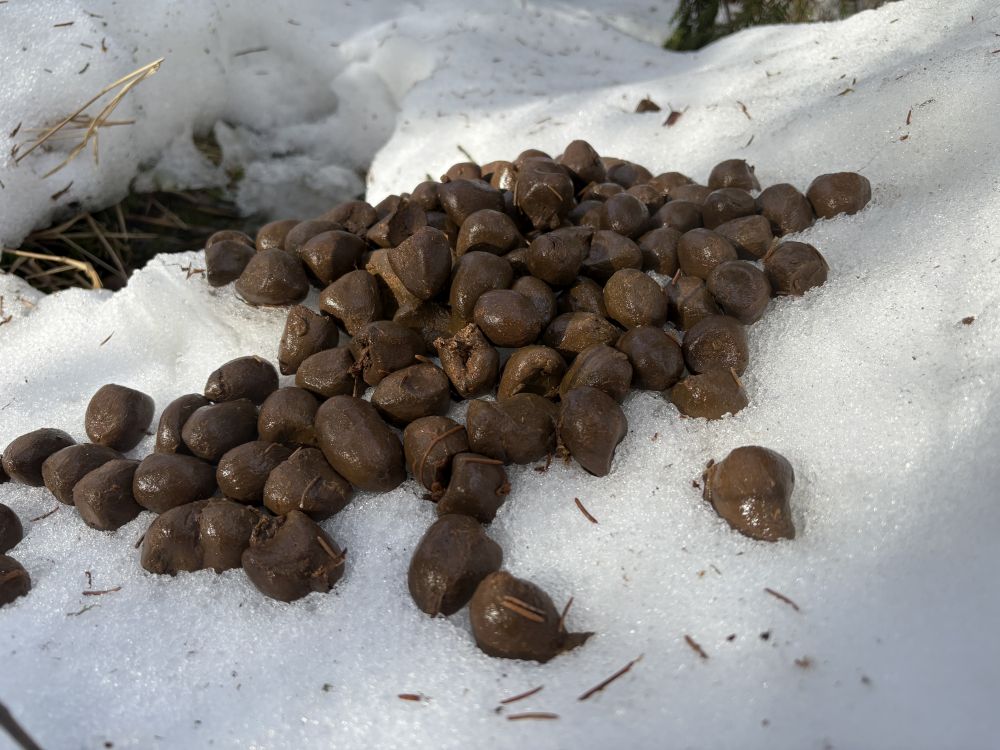 Põdra kommid