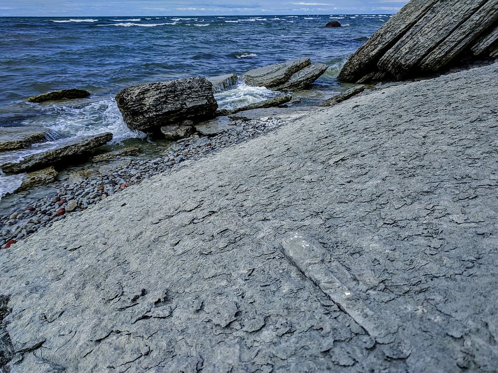Nautiloid igatseb merd peale 460 miljonit aastat