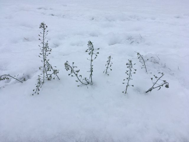 Hiirekõrvad