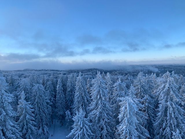 Vällamägi mets
