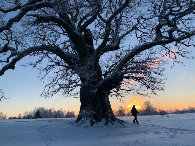 Tamme-Lauri