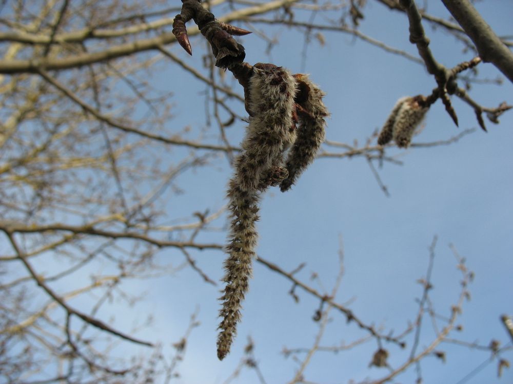 Pikem isasurb on tolmlemise lõpetanud