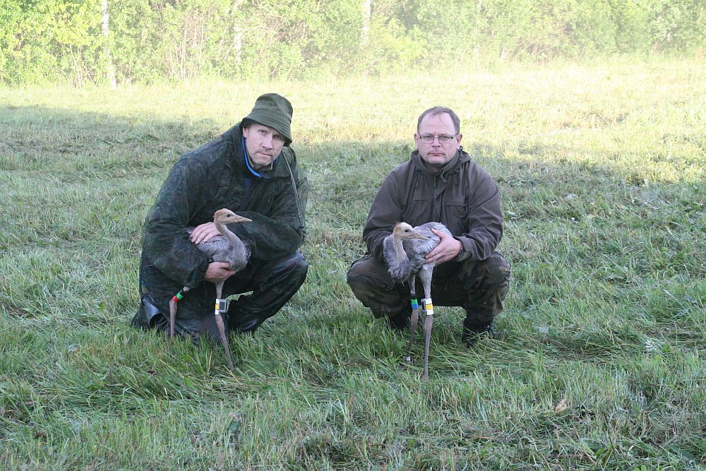Rõngastatud ja saatjatega varustatud noored sookured ja töö tegijad