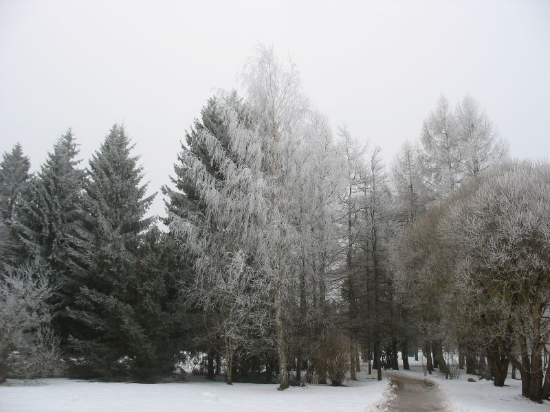 Härmas puud pühapäeva hommikul