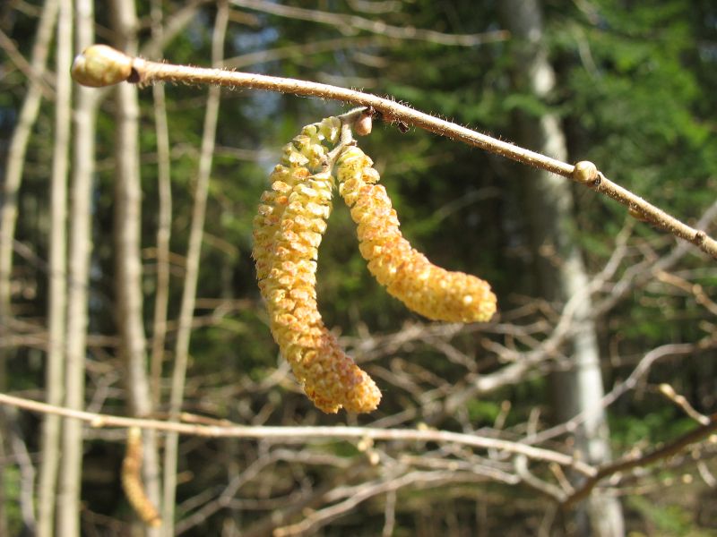 Sarapuu isasõisikutega