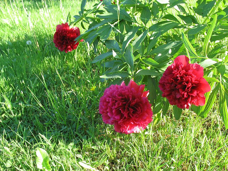 Paeonia officinalis ´Rubra Plena´