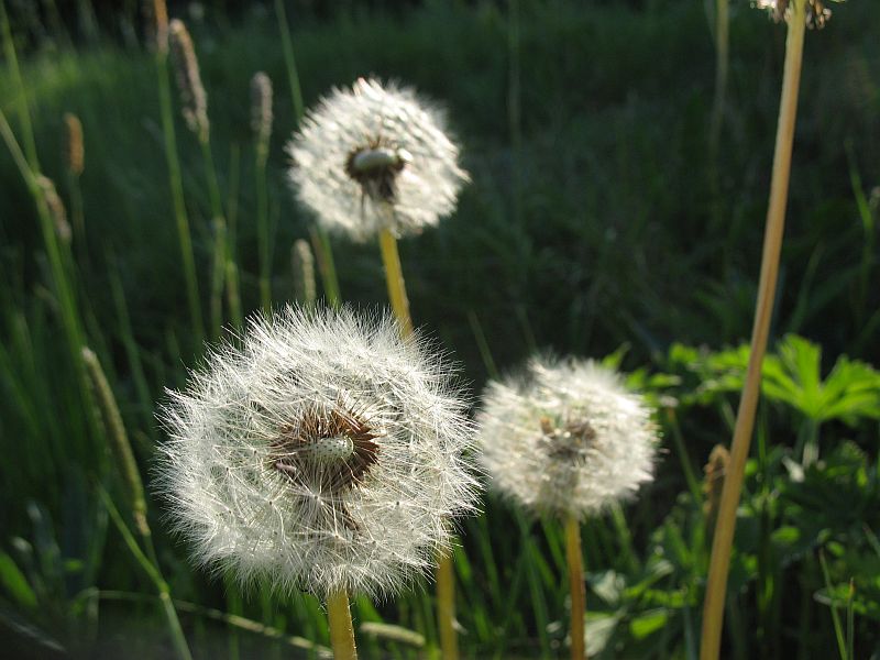 Võililled viljusid