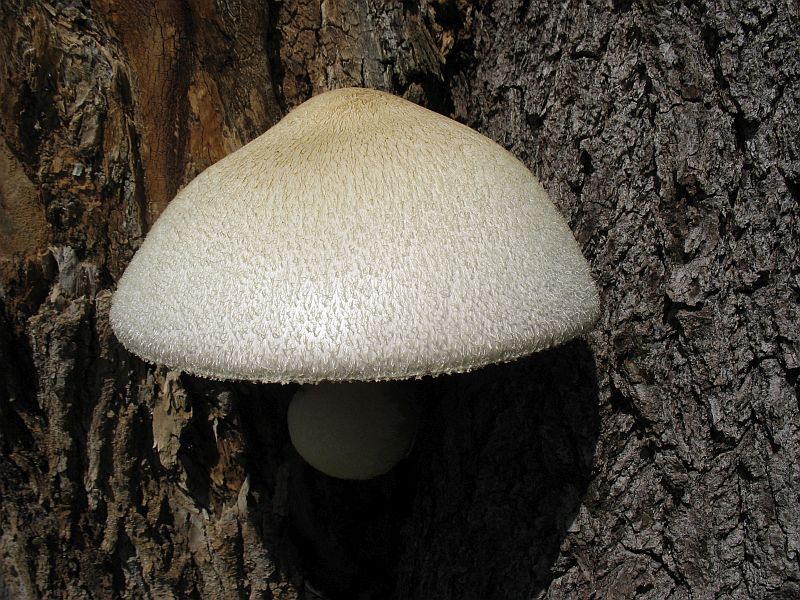Puidu-tupplehik