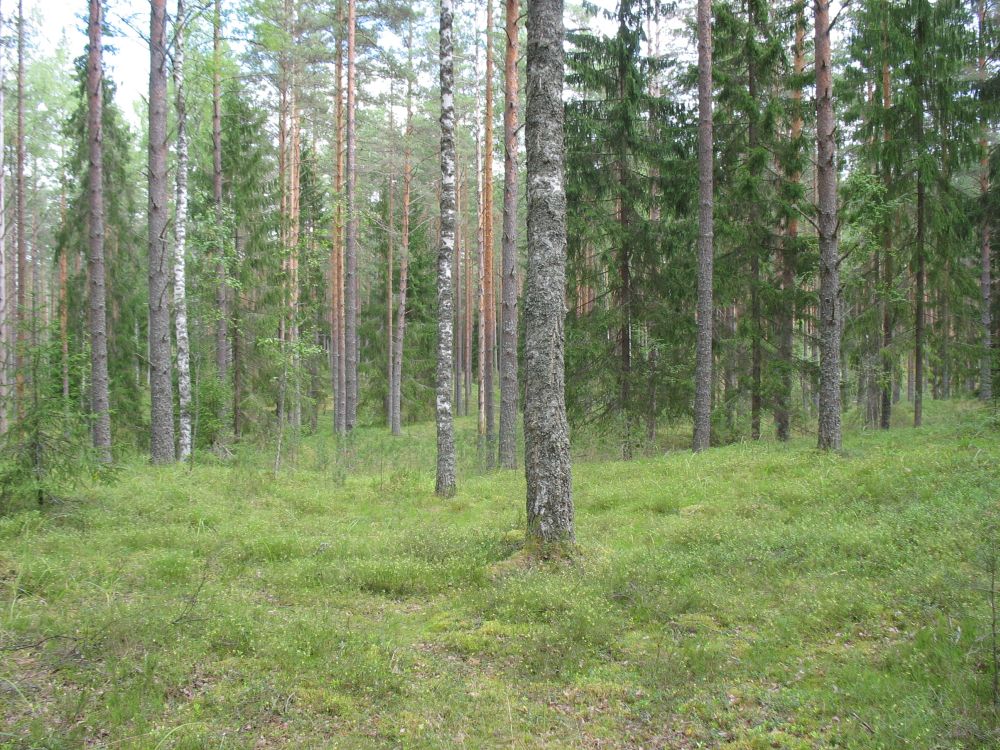 Sobiva struktuuriga ja koosseisuga puhkemets