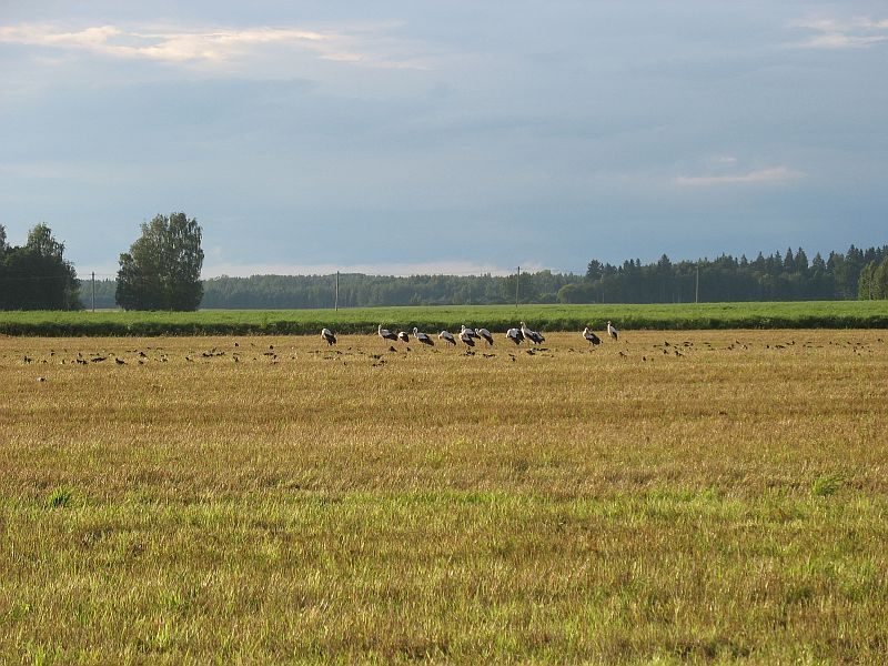 Toonekured ja varesed koristatud viljapõllul