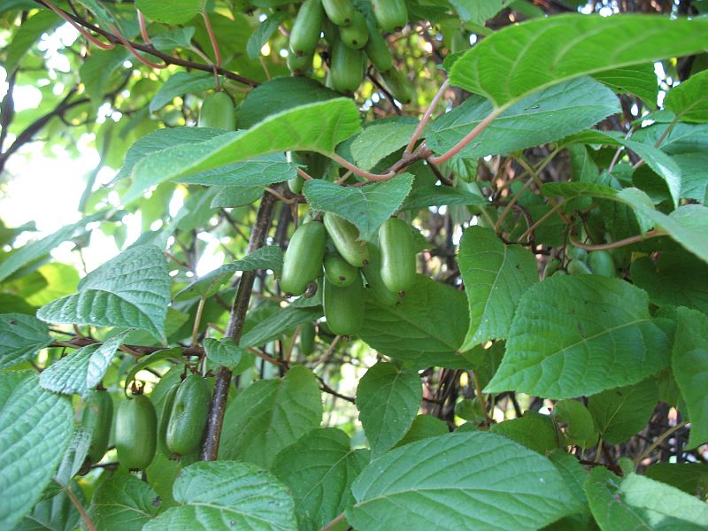 Aktiniidia marjad
