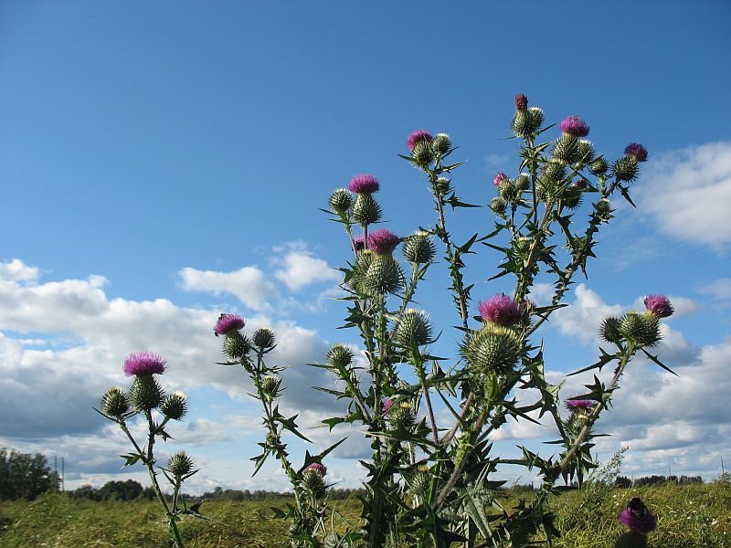Tuliohakas