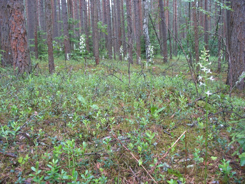 Kahelehelise käokeele kasvukoht palumännikus Kurtna maastikukaitseala puhkemetsas