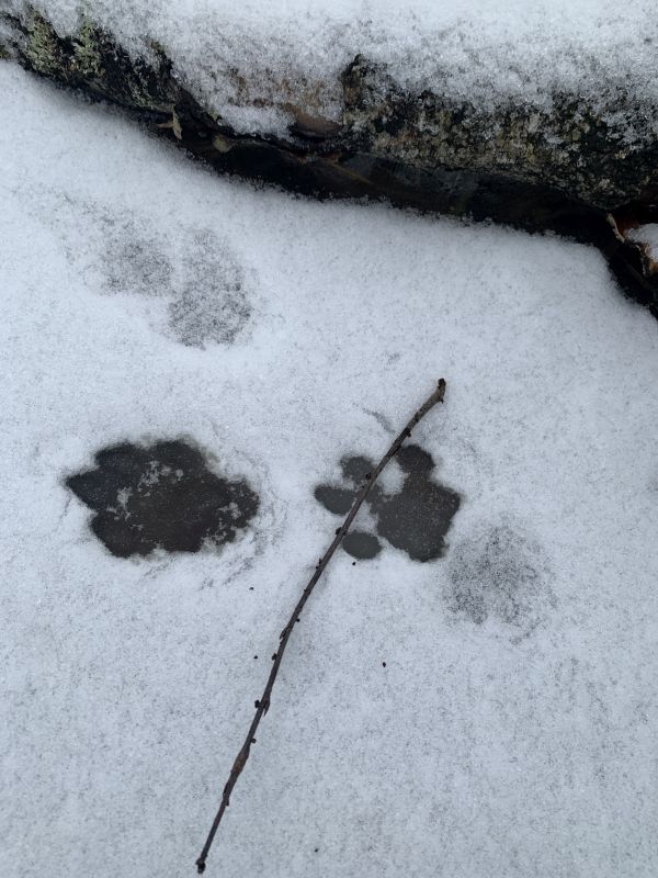 Hundi jälg