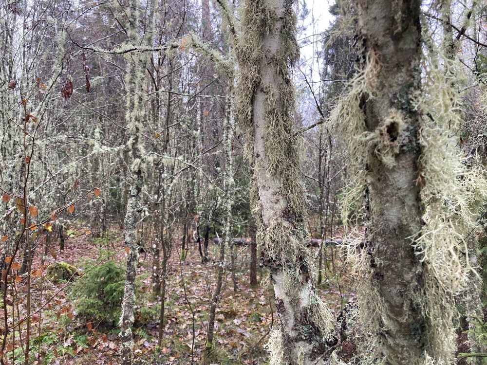 habesamblik