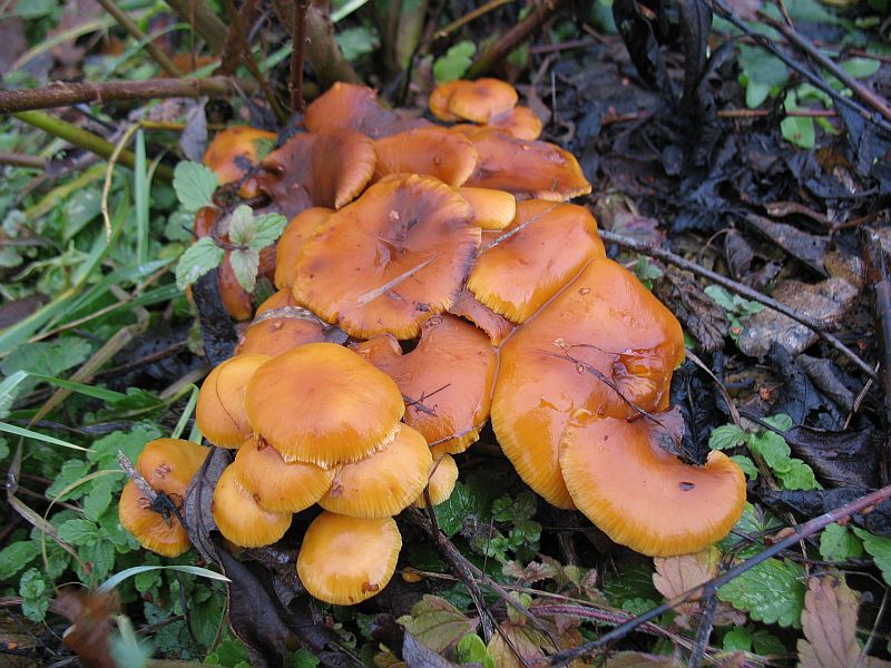 Puidu-sametkõrges