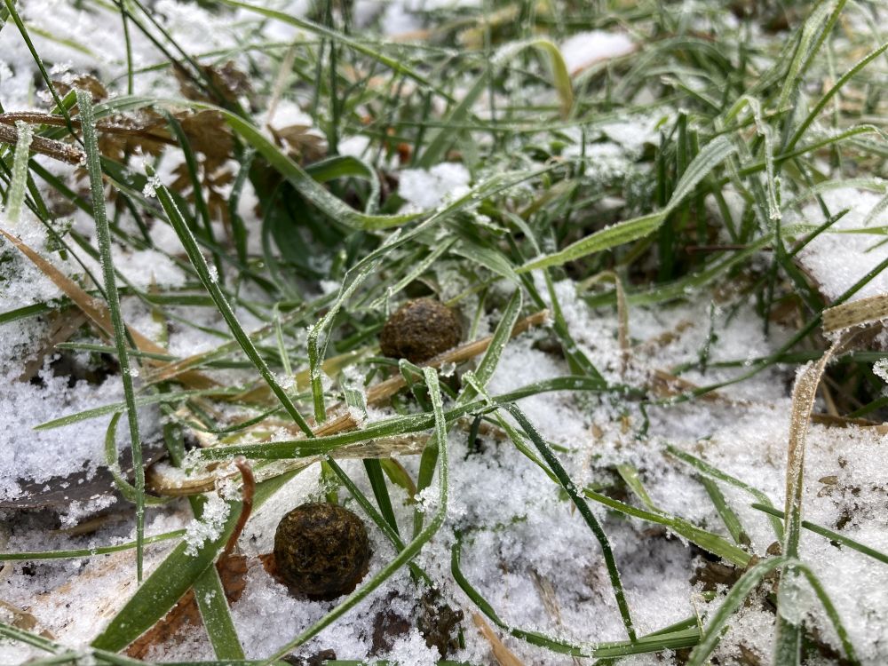 Jänesepabulad
