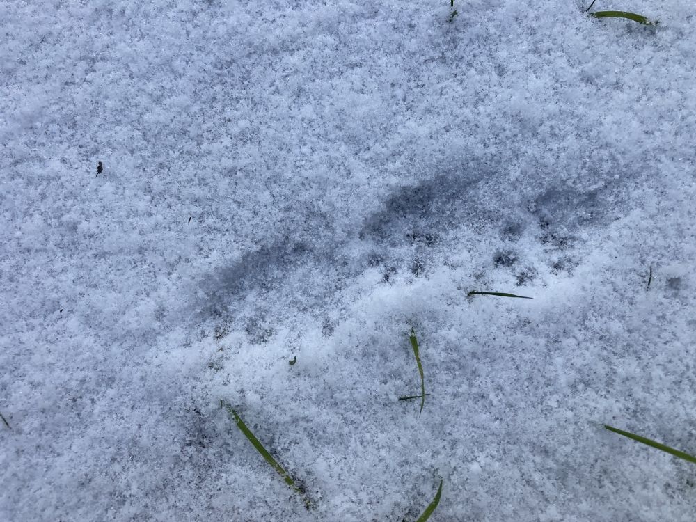 Jäljed ojajääl