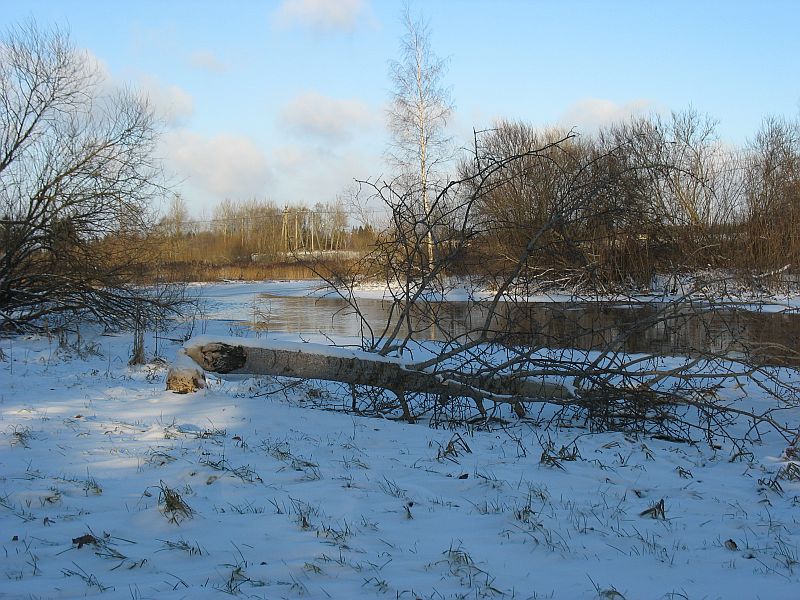 Kobras langetas haava Pedja jõe kaldal