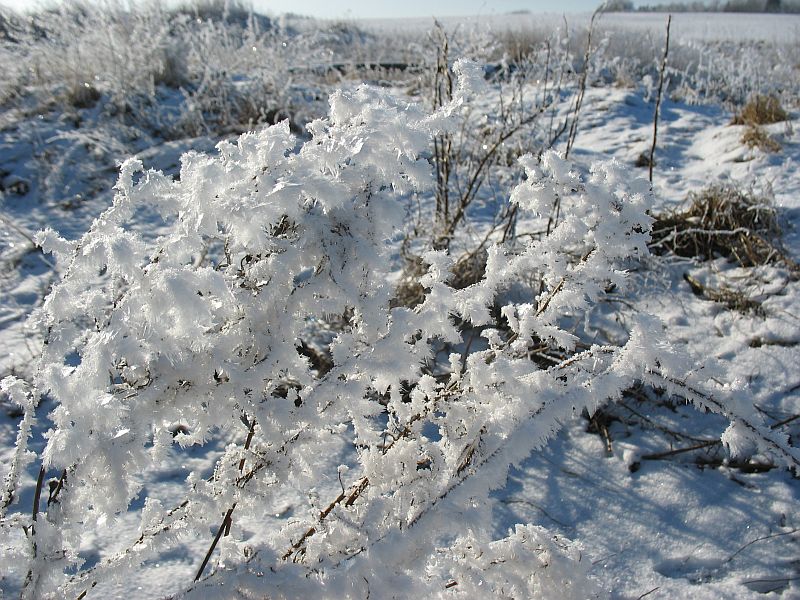 Härmatis kõrgetel rohuvartel