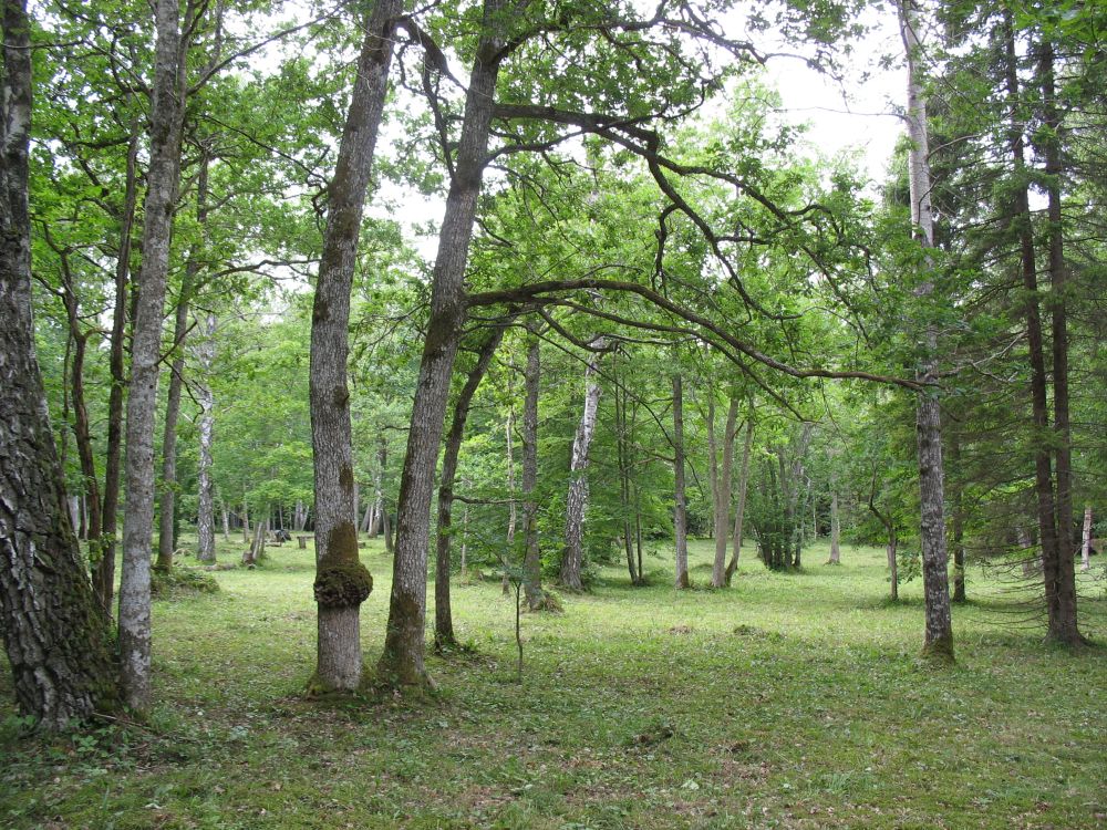 Puhkemetsa toovad vaheldust välud: tihedam puistu vaheldub lagendike ning poolavatud aladega nagu puisniit. Upsi puisniit pärast niitmist Viidumäel 30.7.2010.