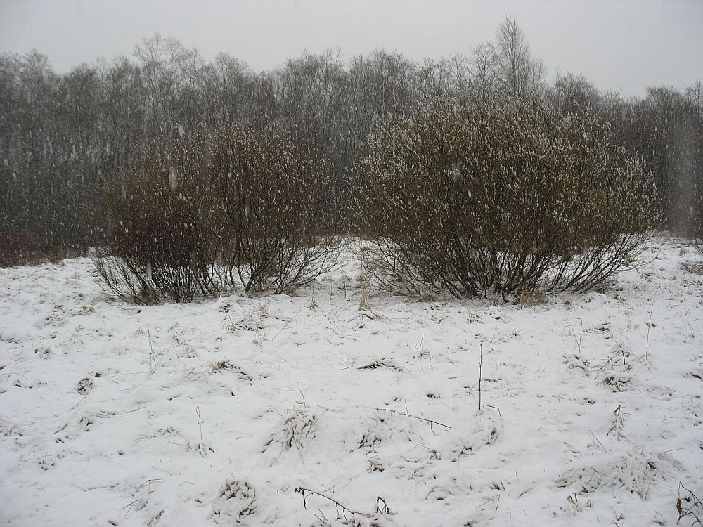 Reedene lumesadu