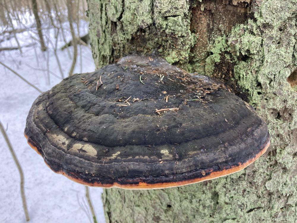 Kännupess