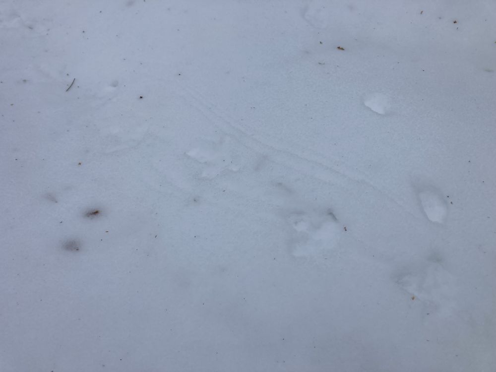 Miks jätavad metsised lumele hägusaid jälgi?