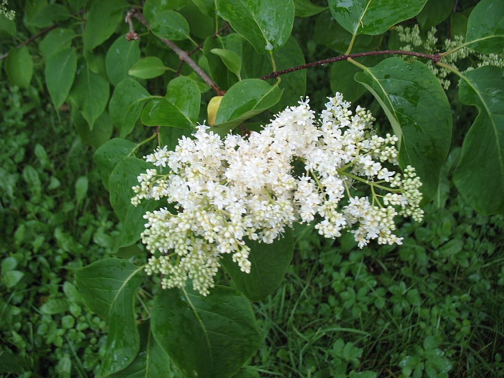Amuuri ligustriin