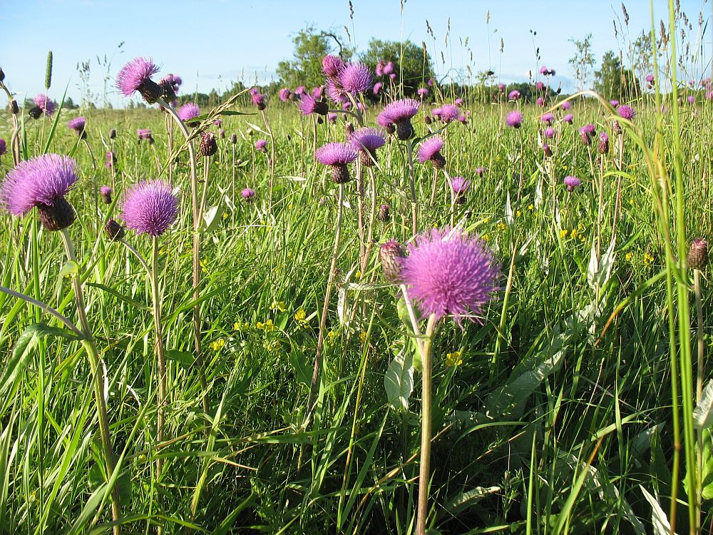 Villohakas on tavaline dekoratiivne looduslik õistaim