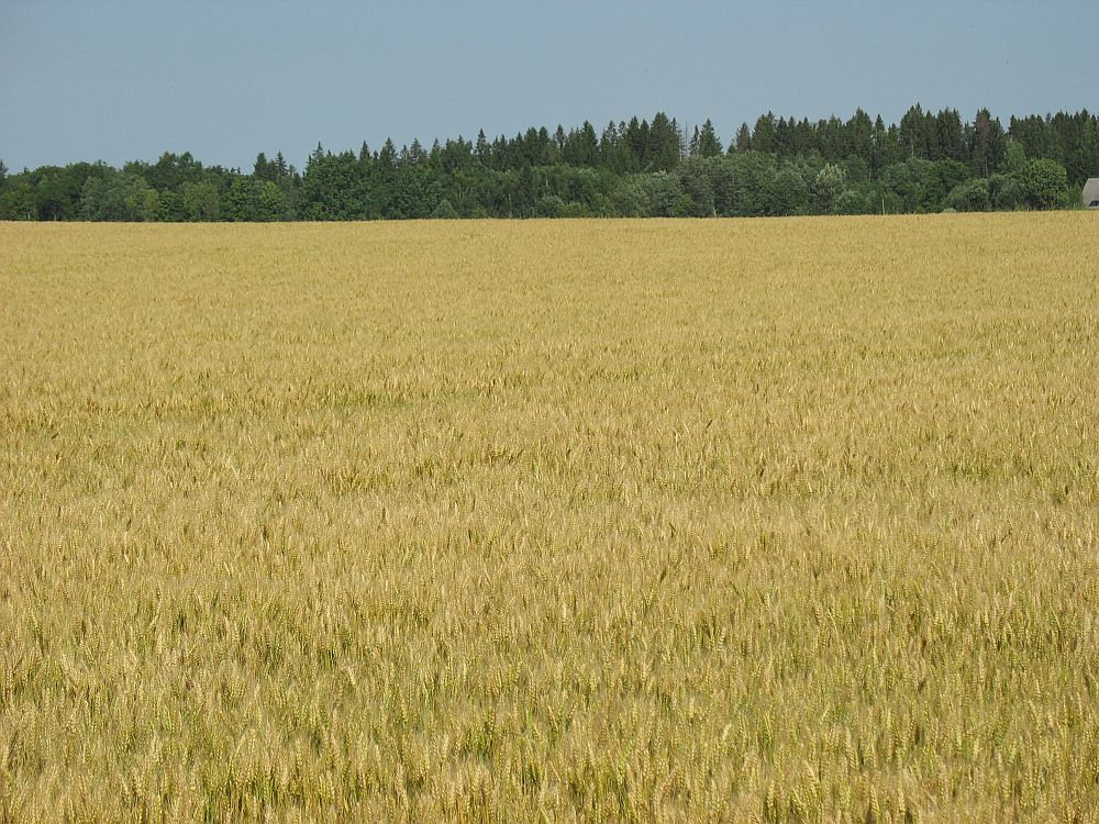 Viljapõllud muutuvad üha kollasemaks