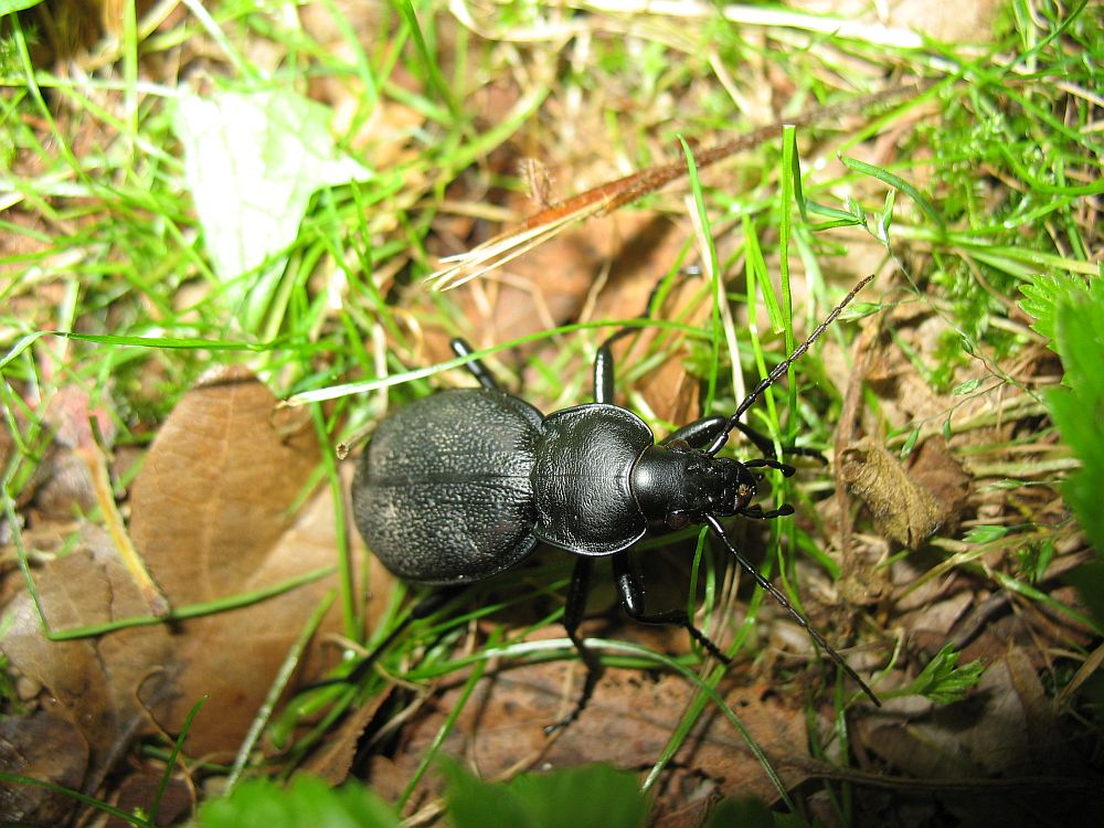 Nahkjooksik Carabus coriaceus Jõgeva aleviku pargis. Eesti suurim jooksiklane pikkusega 32-40 mm