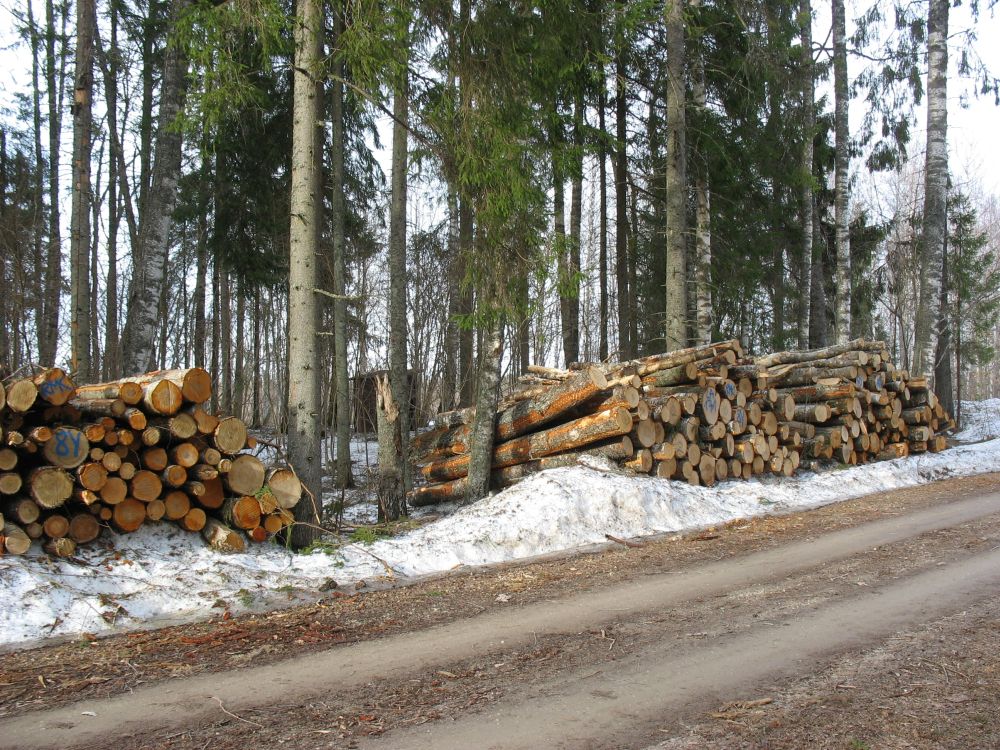 Kuremaa terviserajad (15.4.2011). Ümarmetsamaterjali ei laota vastu elavaid puid (hea tava), sest see võib kahjustada puude koorealust kambiumi