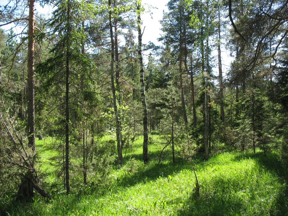 Tarna kasvukohatüüp on liigniiske ja haruldane kooslus, mis tuleb jätta looduslikule arengule ja uuendamist ei vaja