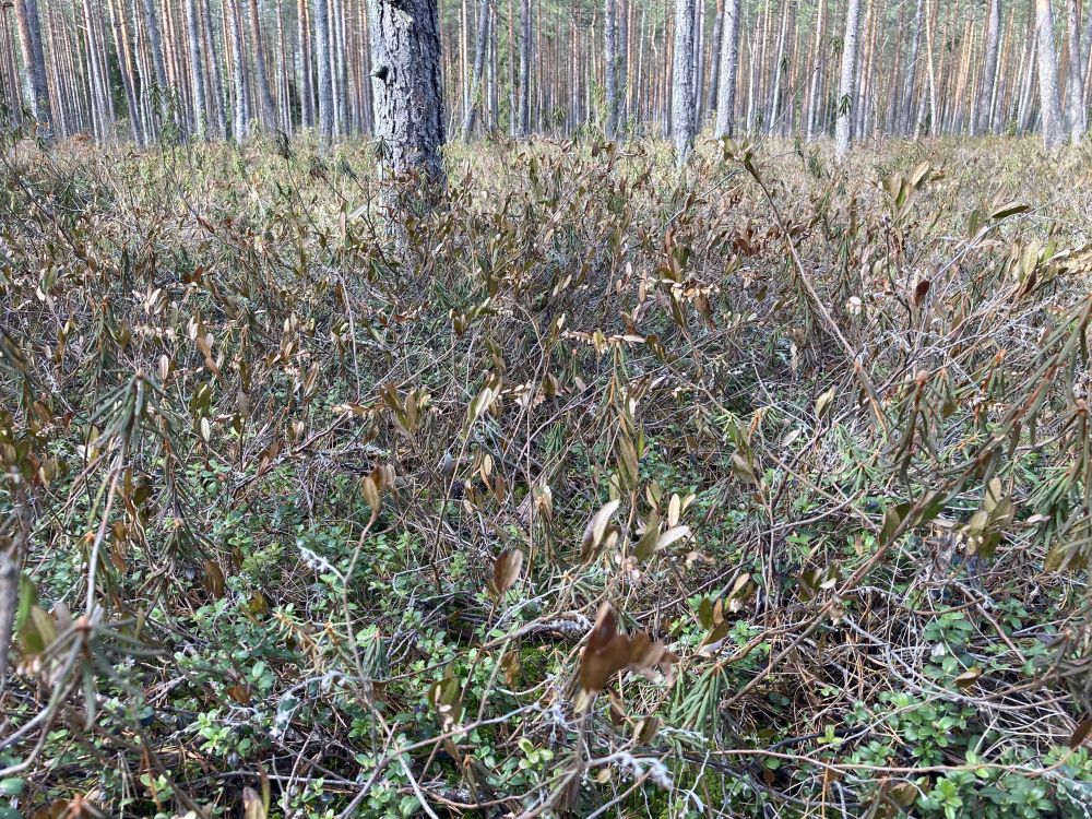 Hanevitsade kasvukoht